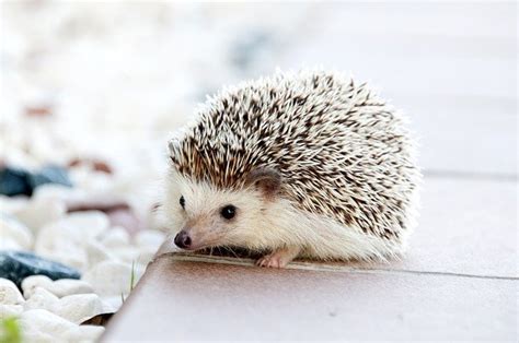 幸運 動物